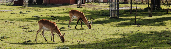 Tierpark Crocky Nordhorn Niederlande Grenze Grafschaft Bentheim Familie Natur